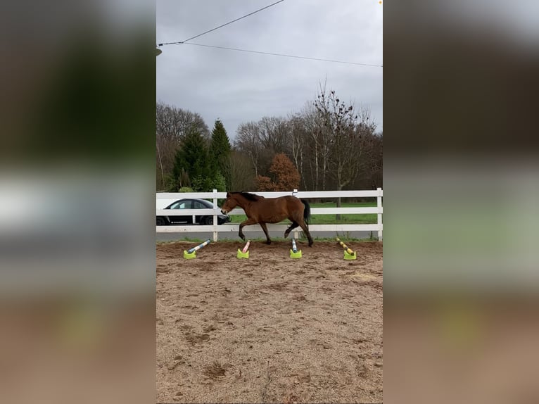 Andalou Croisé Jument 12 Ans 145 cm Bai in Langenfeld