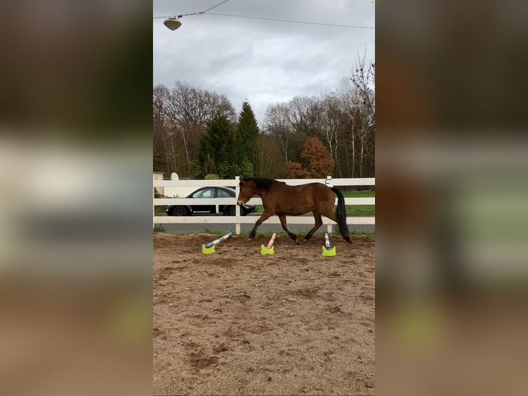 Andalou Croisé Jument 12 Ans 145 cm Bai in Langenfeld