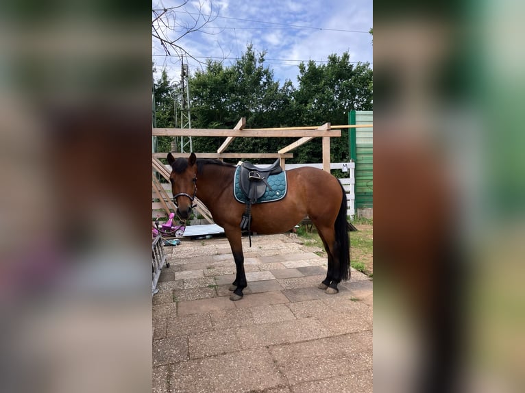 Andalou Croisé Jument 12 Ans 145 cm Bai in Langenfeld