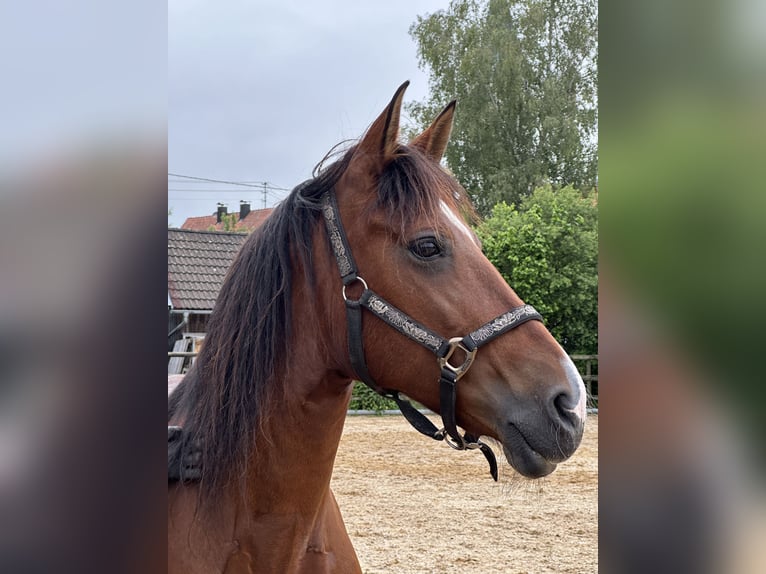 Andalou Croisé Jument 12 Ans 150 cm  in Mickhausen