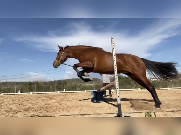Andalou Croisé Jument 12 Ans 150 cm  in Mickhausen