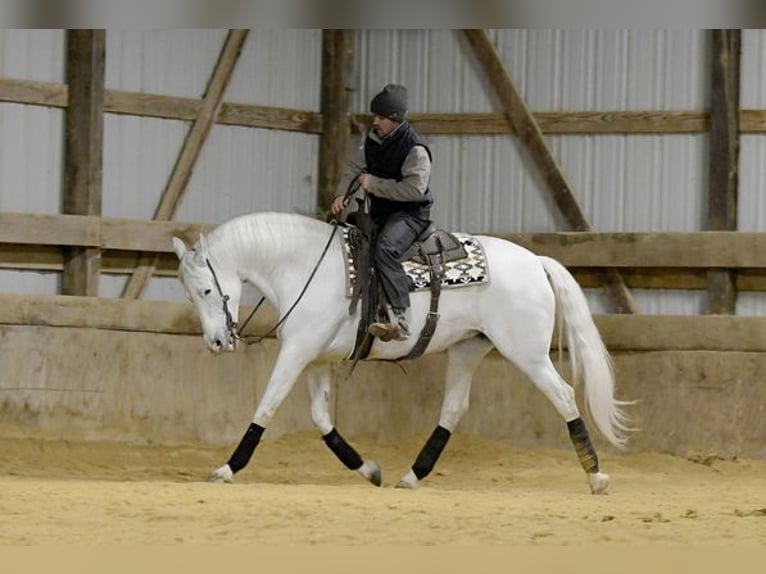 Andalou Jument 12 Ans 152 cm Blanc in Aberdeen