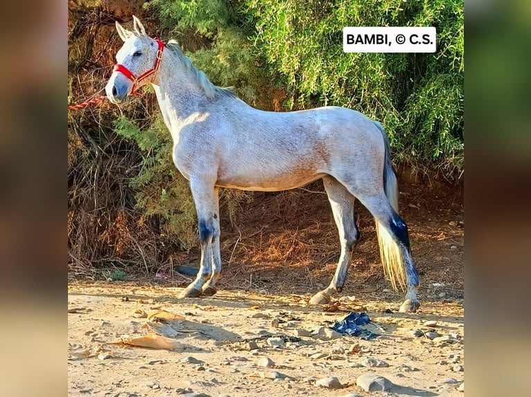 Andalou Jument 12 Ans 153 cm Gris moucheté in Conil de la Frontera