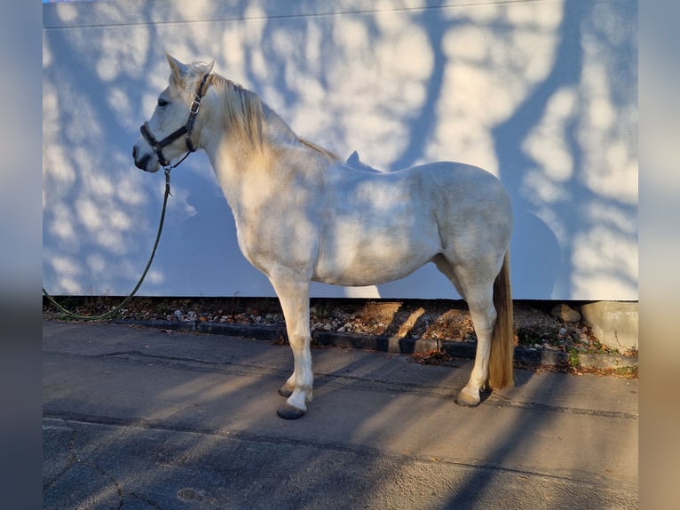 Andalou Jument 12 Ans 155 cm Gris in Glauchau