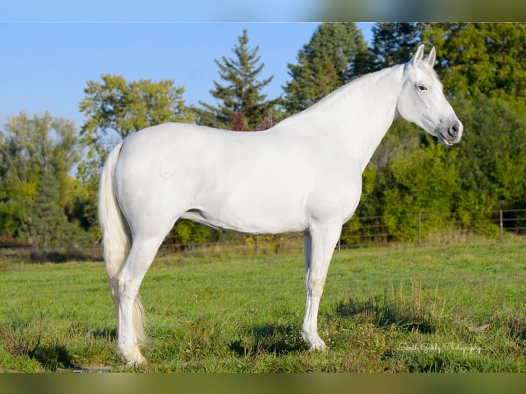 Andalou Jument 12 Ans 157 cm Blanc in Oelwein, IA