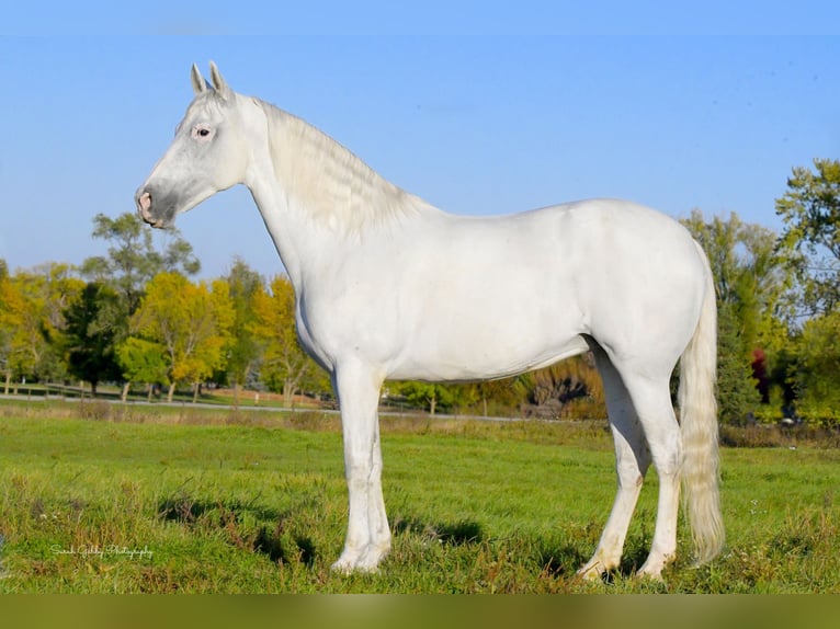 Andalou Jument 12 Ans 157 cm Blanc in Oelwein, IA