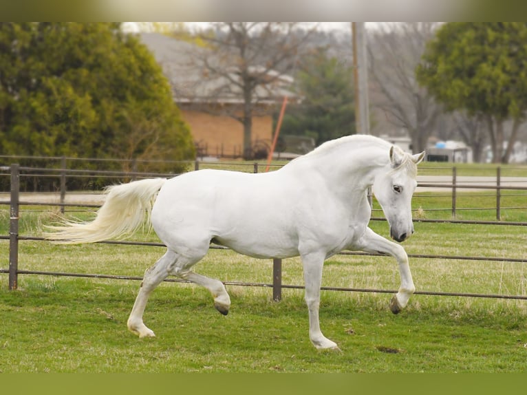 Andalou Jument 12 Ans 157 cm Blanc in Oelwein, IA