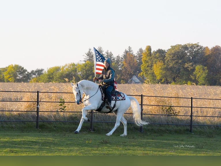 Andalou Jument 12 Ans 157 cm Blanc in Oelwein, IA