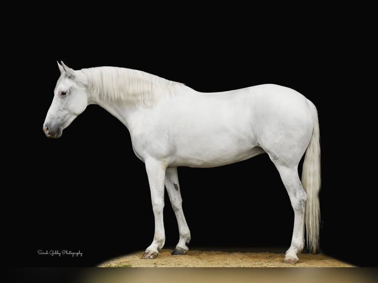 Andalou Jument 12 Ans 157 cm Blanc in Oelwein, IA