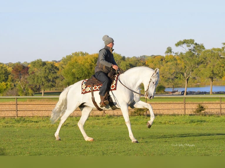 Andalou Jument 12 Ans 157 cm Blanc in Oelwein, IA