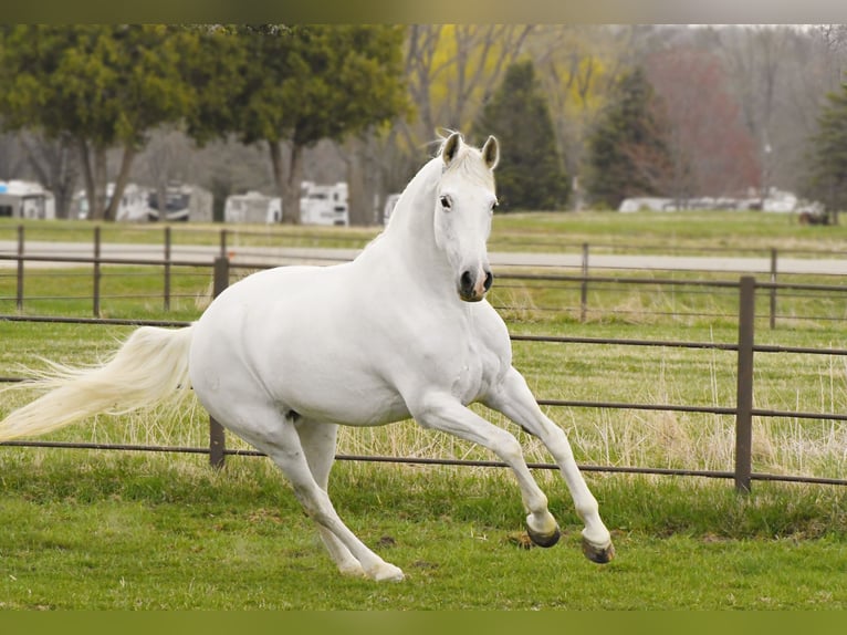 Andalou Jument 12 Ans 157 cm Blanc in Oelwein, IA