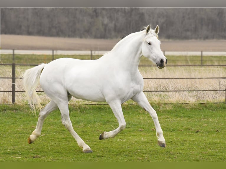 Andalou Jument 12 Ans 157 cm Blanc in Oelwein, IA