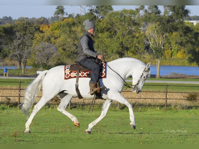 Andalou Jument 12 Ans 157 cm Blanc in Oelwein, IA