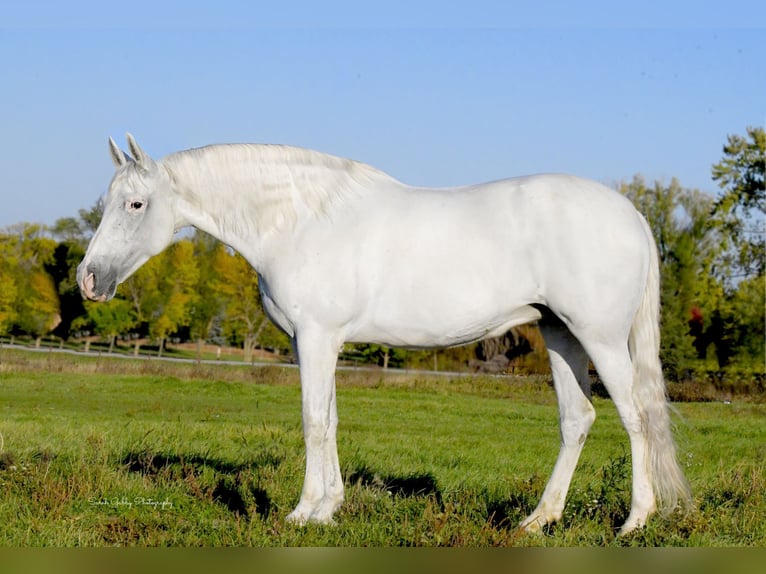 Andalou Jument 12 Ans 157 cm Blanc in Oelwein, IA