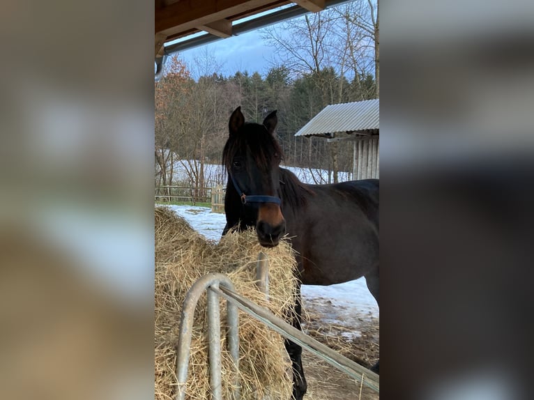 Andalou Jument 12 Ans 160 cm Bai brun foncé in nähe Stainz