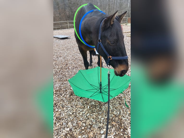 Andalou Jument 12 Ans 160 cm Bai brun foncé in nähe Stainz