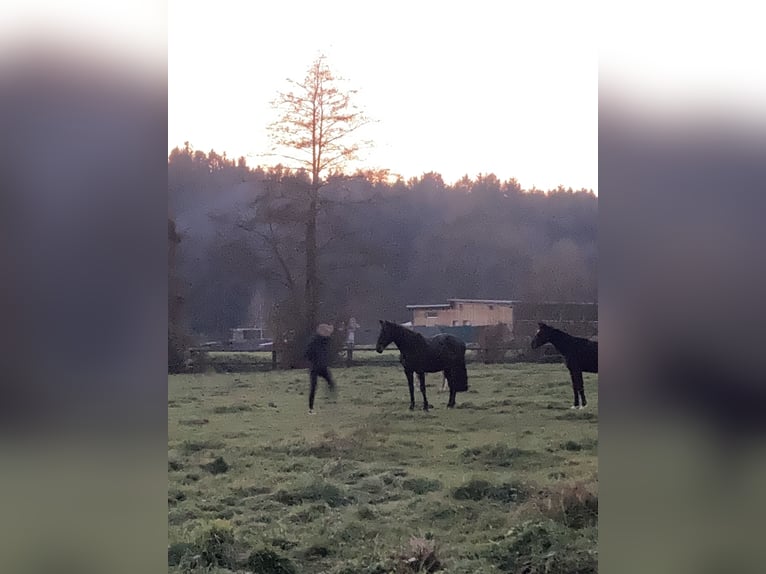 Andalou Jument 12 Ans 160 cm Bai brun foncé in nähe Stainz