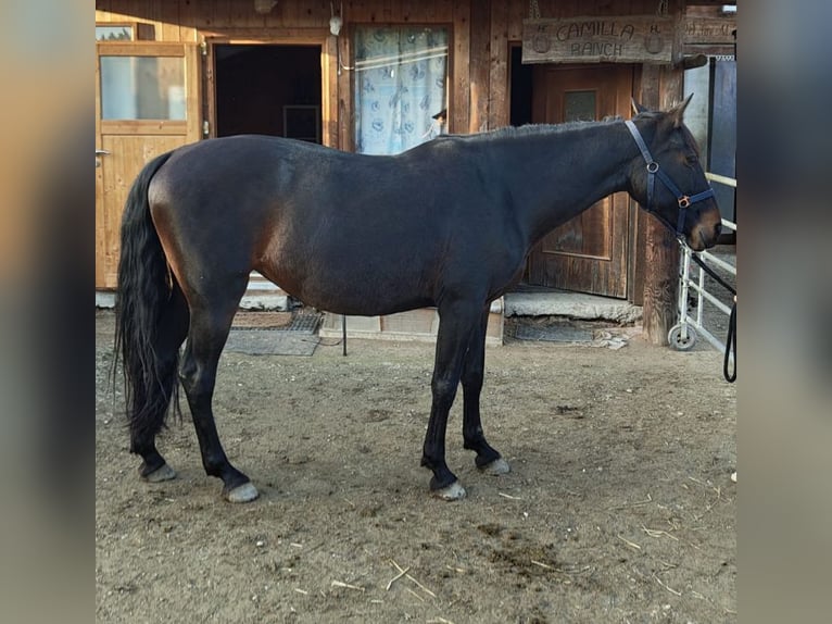 Andalou Jument 12 Ans 160 cm Bai brun foncé in nähe Stainz