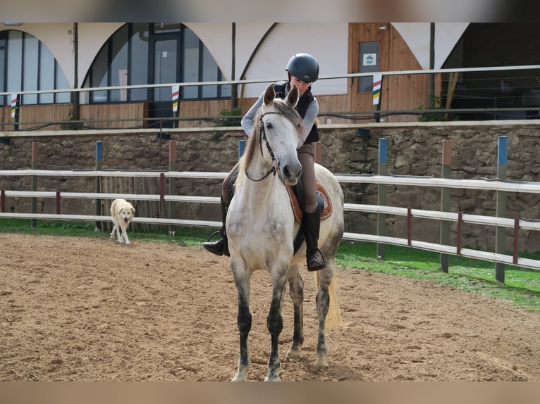 Andalou Jument 12 Ans 164 cm Gris pommelé in Lardero