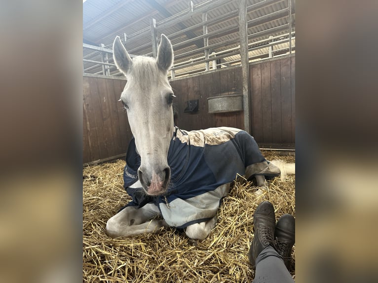 Andalou Croisé Jument 13 Ans 153 cm Gris in Tarbek