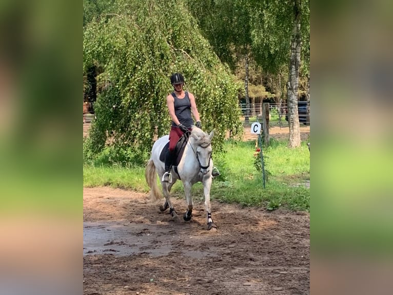 Andalou Croisé Jument 13 Ans 153 cm Gris in Tarbek