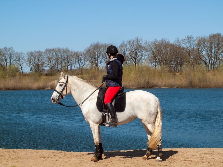 Andalou Croisé Jument 13 Ans 153 cm Gris in Tarbek