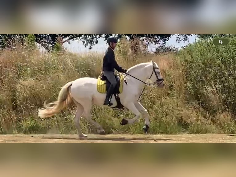 Andalou Jument 13 Ans 155 cm in Nienhagen