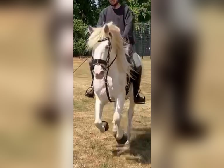 Andalou Jument 13 Ans 155 cm in Nienhagen