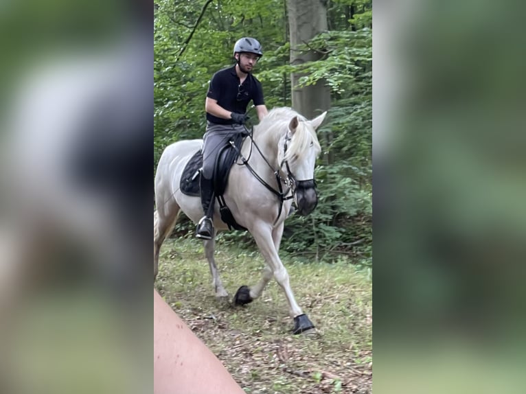 Andalou Jument 13 Ans 155 cm in Nienhagen