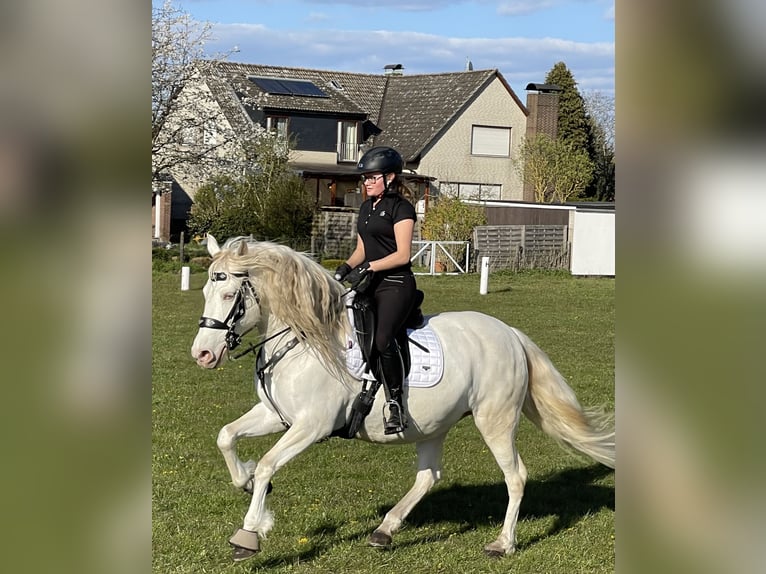 Andalou Jument 13 Ans 155 cm Cremello in Nienhagen