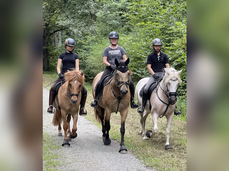 Andalou Jument 13 Ans 155 cm Cremello in Nienhagen