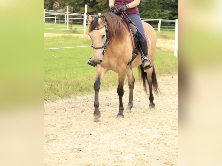 Andalou Croisé Jument 13 Ans 156 cm Buckskin in Schermbeck