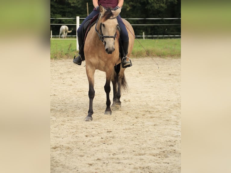 Andalou Croisé Jument 13 Ans 156 cm Buckskin in Schermbeck