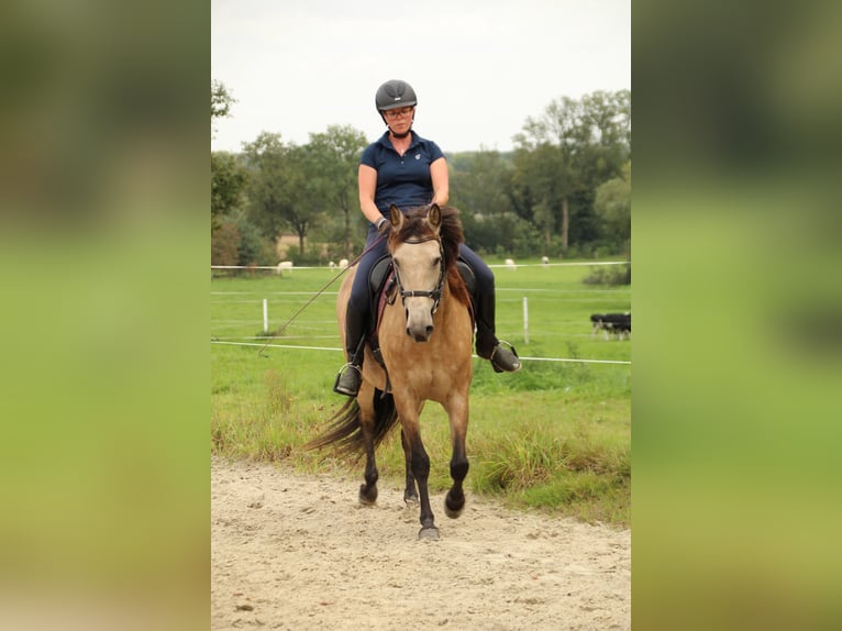 Andalou Croisé Jument 13 Ans 156 cm Buckskin in Schermbeck