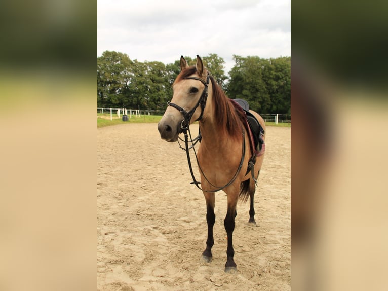 Andalou Croisé Jument 13 Ans 156 cm Buckskin in Schermbeck