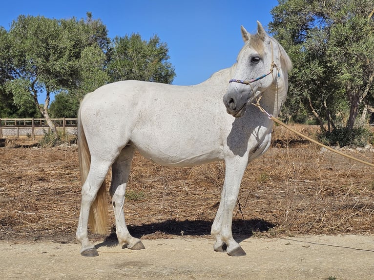 Andalou Jument 13 Ans 159 cm Gris pommelé in San Ambrosio