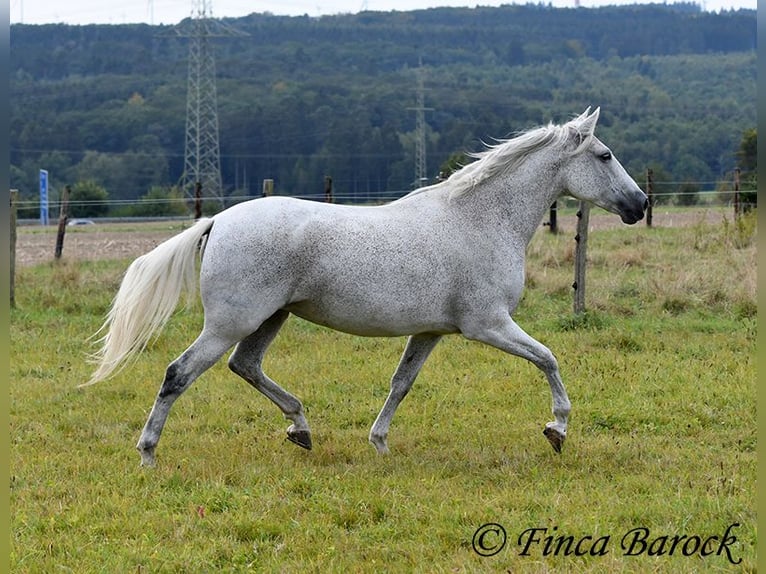 Andalou Jument 13 Ans 162 cm Gris in Wiebelsheim