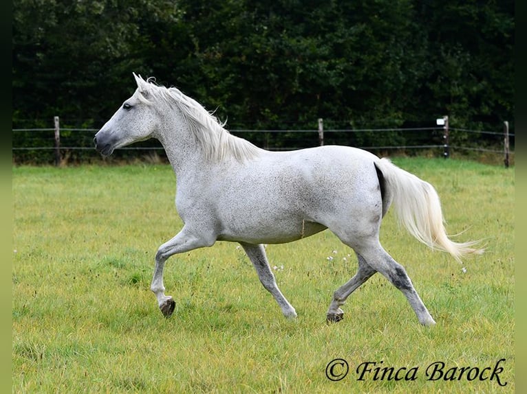 Andalou Jument 13 Ans 162 cm Gris in Wiebelsheim