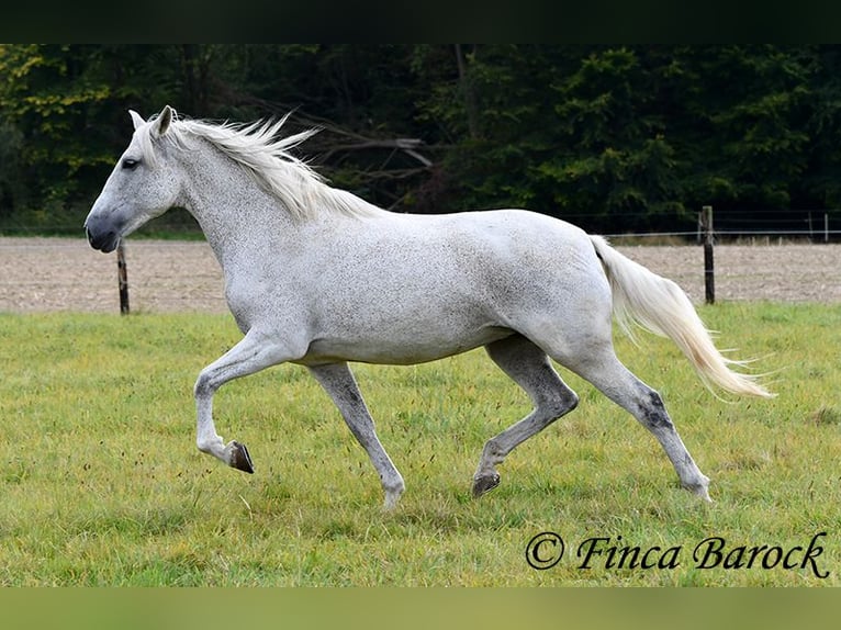 Andalou Jument 13 Ans 162 cm Gris in Wiebelsheim