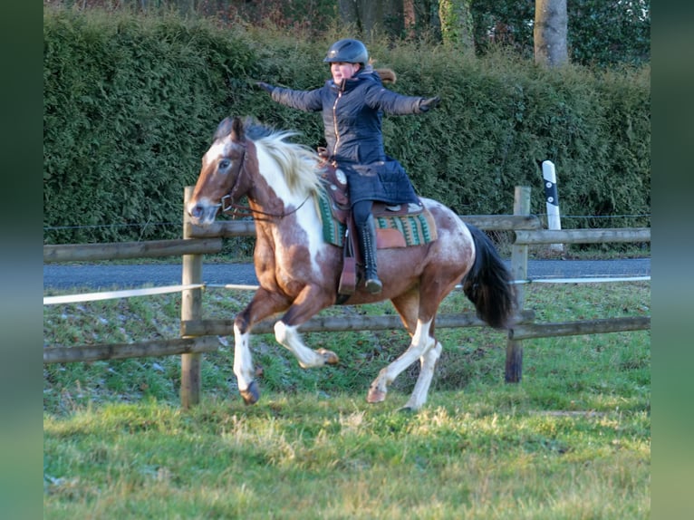 Andalou Jument 14 Ans 142 cm Alezan dun in Neustadt (Wied)