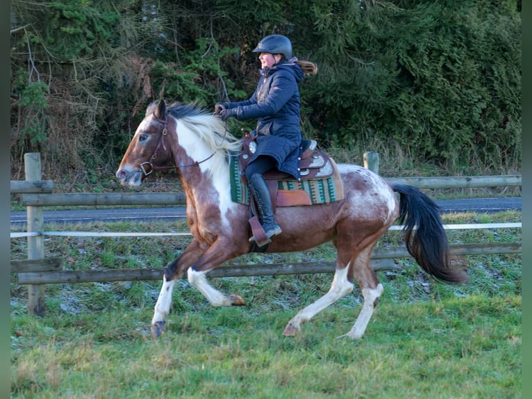 Andalou Jument 14 Ans 142 cm Alezan dun in Neustadt (Wied)