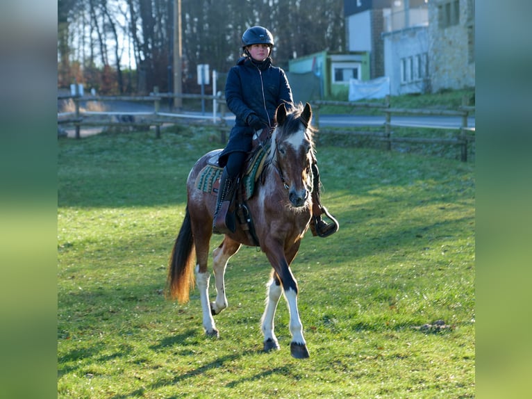 Andalou Jument 14 Ans 142 cm Alezan dun in Neustadt (Wied)