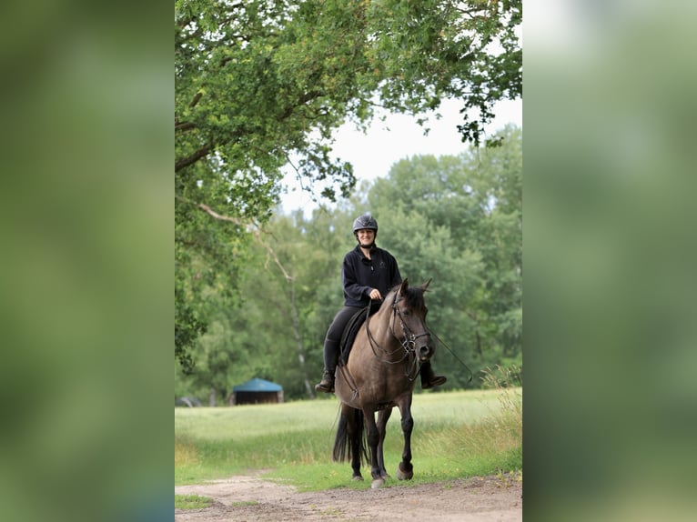 Andalou Croisé Jument 14 Ans 153 cm Grullo in Ribbesbüttel