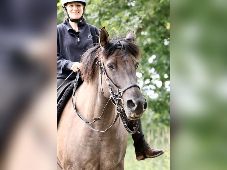Andalou Croisé Jument 14 Ans 153 cm Grullo in Ribbesbüttel