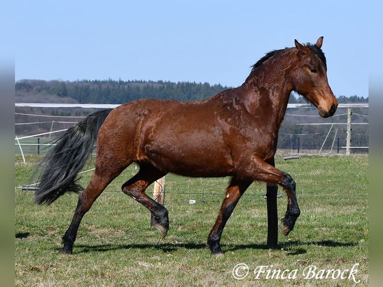 Andalou Jument 14 Ans 158 cm Bai in Wiebelsheim