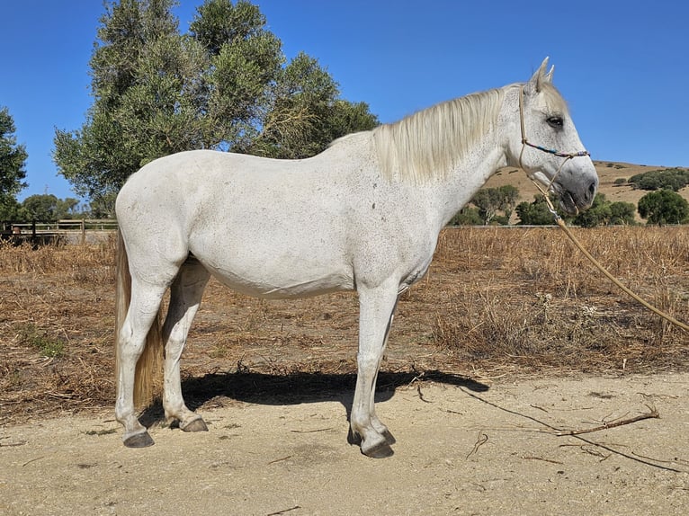 Andalou Jument 14 Ans 159 cm Gris pommelé in San Ambrosio