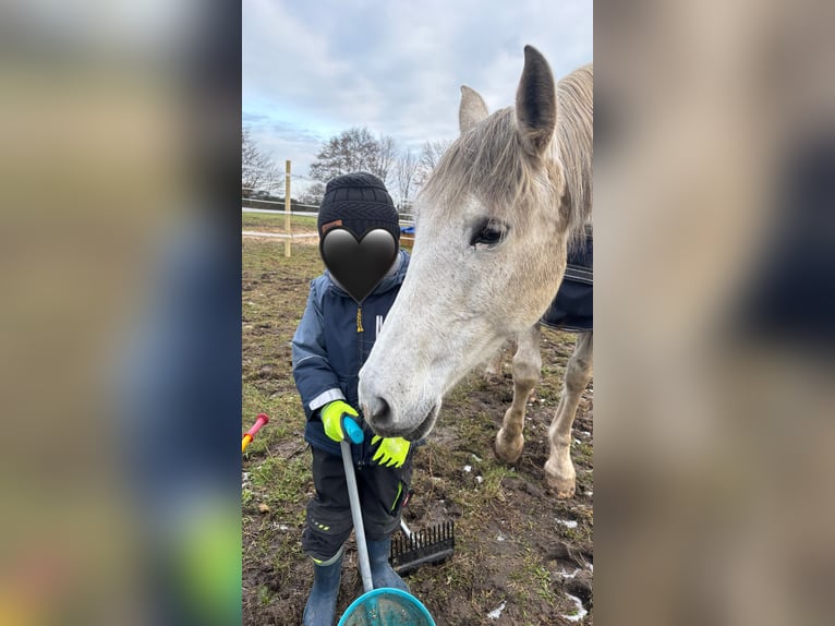 Andalou Jument 14 Ans 160 cm Gris moucheté in Elmenhorst