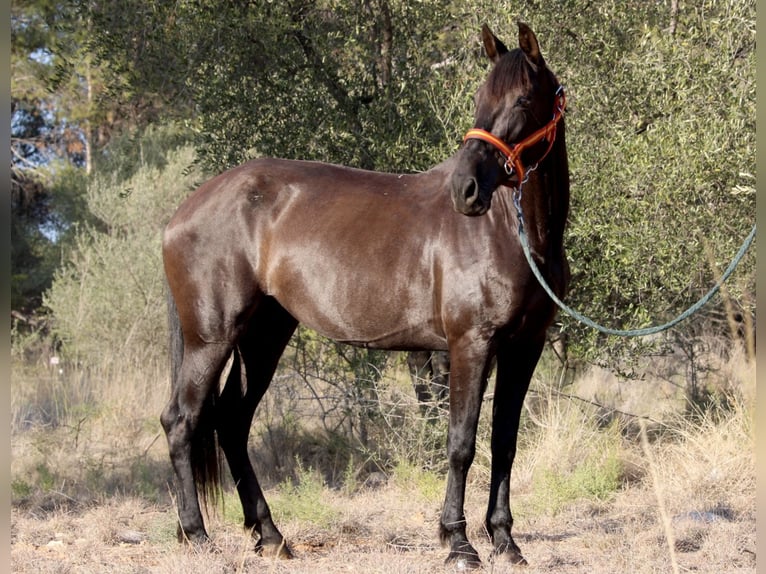 Andalou Jument 14 Ans 160 cm Noir in Valencia