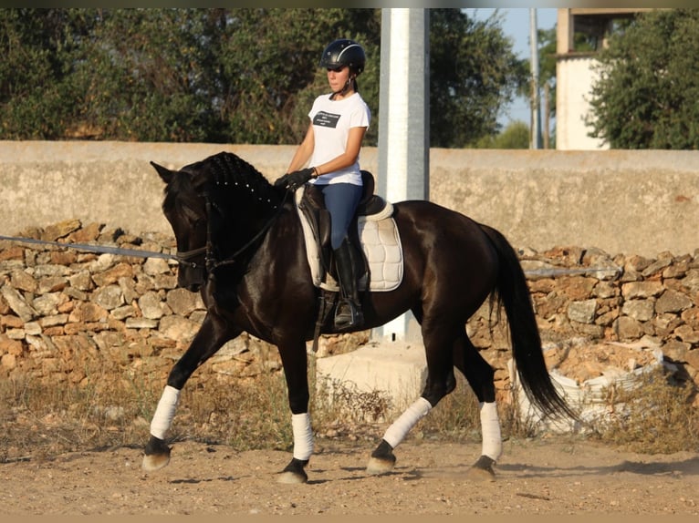 Andalou Jument 14 Ans 160 cm Noir in Valencia