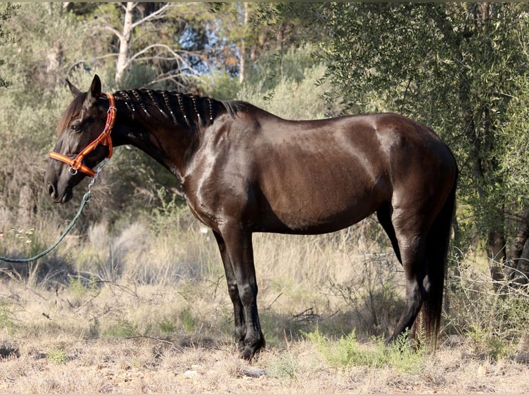 Andalou Jument 14 Ans 160 cm Noir in Valencia